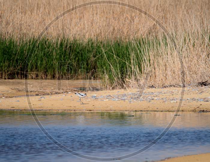 Pied Avocet (Recurvirostra Avosetta) By A Lagoon In Suffolk