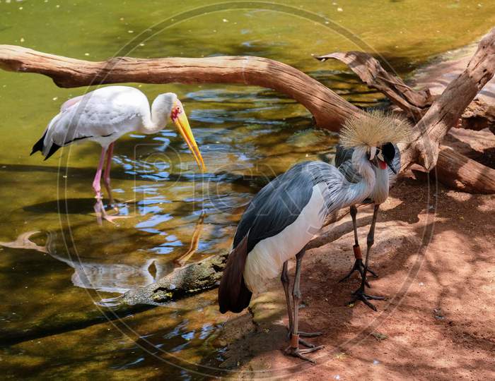Fuengirola, Andalucia/Spain - July 4 : Black Crowned Cranes And A Yellow-Billed Stork (Mycteria Ibis) At The Bioparc In Fuengirola Costa Del Sol Spain On July 4, 2017