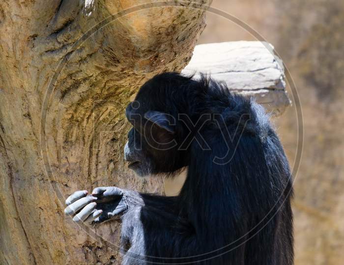 Fuengirola, Andalucia/Spain - July 4 : Chimpanzee Resting In The Bioparc In Fuengirola Costa Del Sol Spain On July 4, 2017