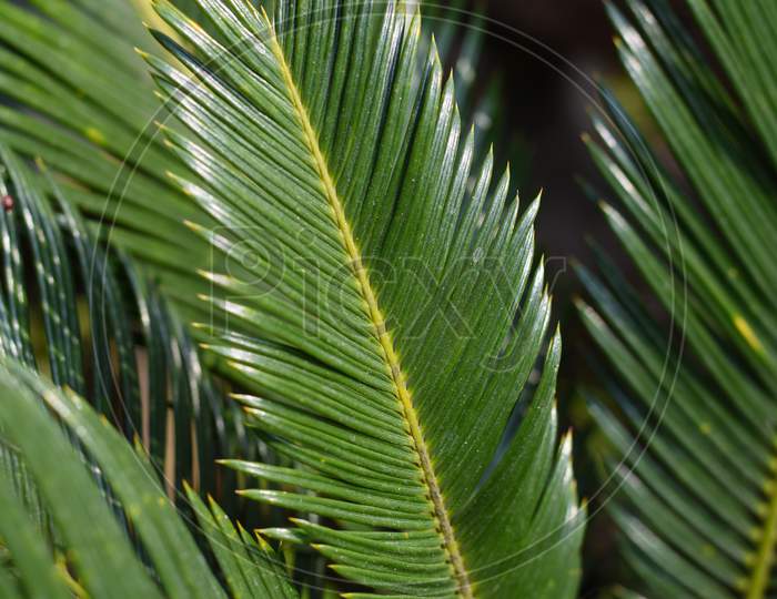 Shining Green Sago Palm Leaves