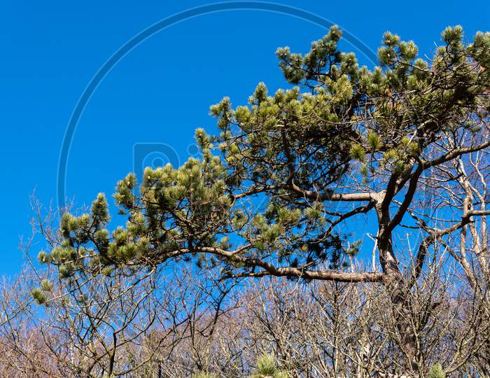 Pine Tree In Winter Against A Brilliant Blue Sky
