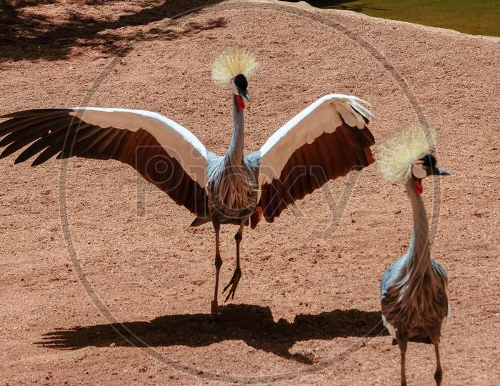 Fuengirola, Andalucia/Spain - July 4 : Black Crowned Cranes At The Bioparc In Fuengirola Costa Del Sol Spain On July 4, 2017