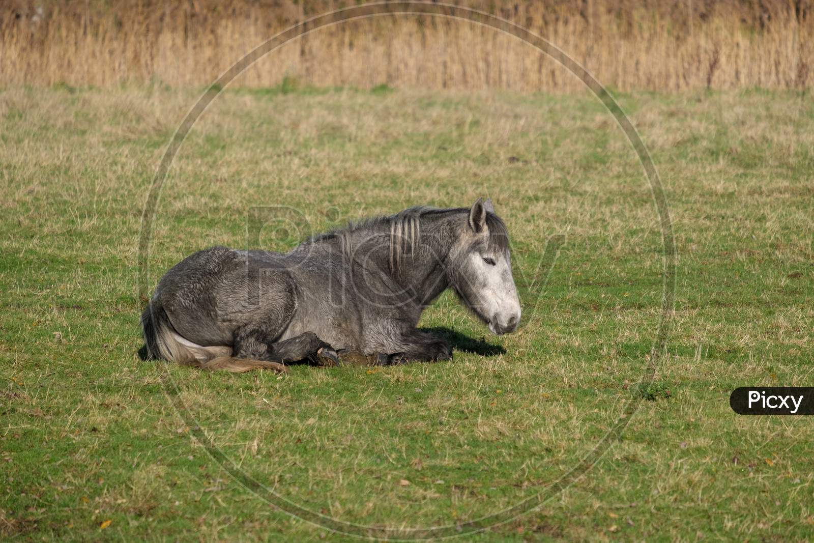 Horse Laying On The Grass At Southease In East Sussex