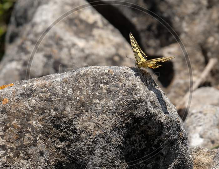 Swallowtail Butterfly At Mount Calamorro Near Benalmadena Spain