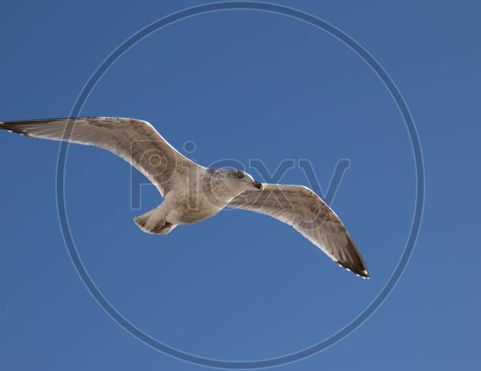 Common Gull (Larus Canus) In Flight At Worthing