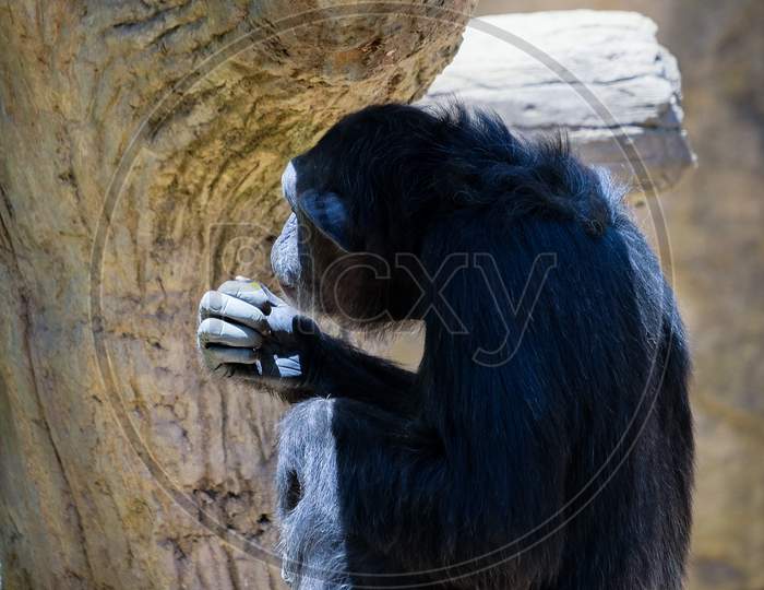 Fuengirola, Andalucia/Spain - July 4 : Chimpanzee Resting In The Bioparc In Fuengirola Costa Del Sol Spain On July 4, 2017