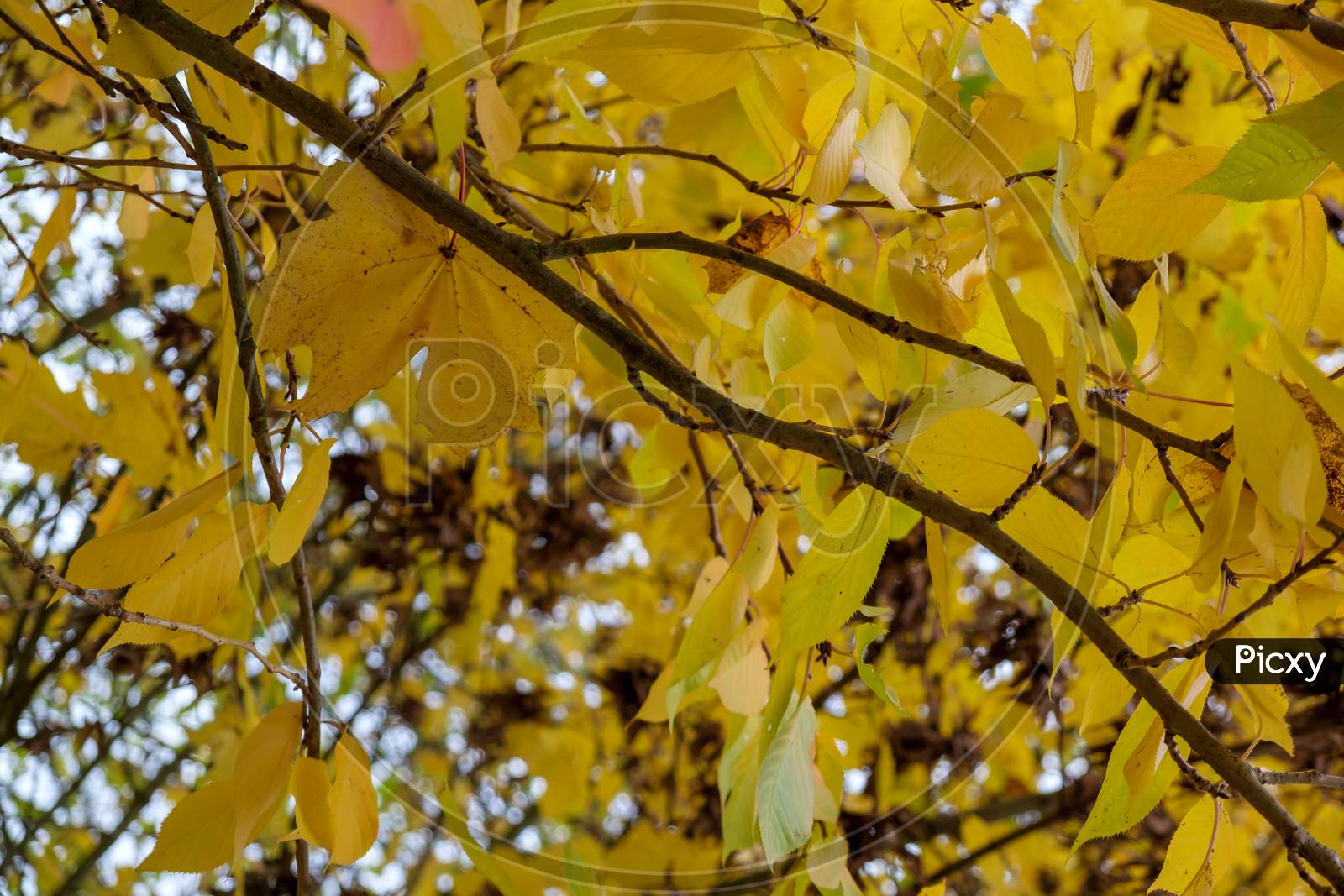 Autumnal Colours  Of A Maple Tree In East Grinstead