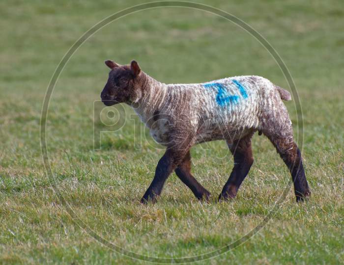 Brown Lamb At Home On The South Downs In Sussex