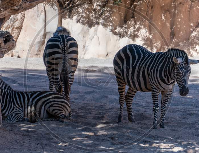 Valencia, Spain - February 26 : Zebra At The Bioparc In Valencia Spain On February 26, 2019
