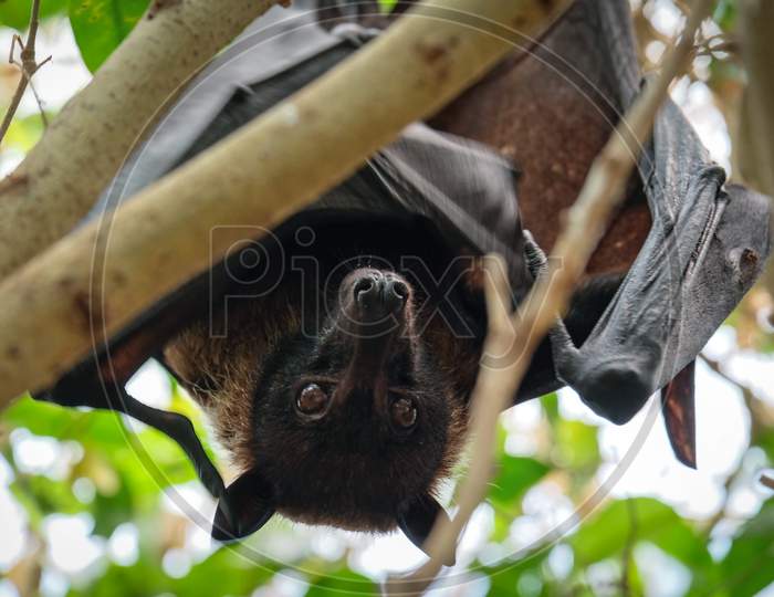 Fuengirola, Andalucia/Spain - July 4 : Flying Fox Bat (Pteropus) At The Bioparc In Fuengirola Costa Del Sol Spain On July 4, 2017