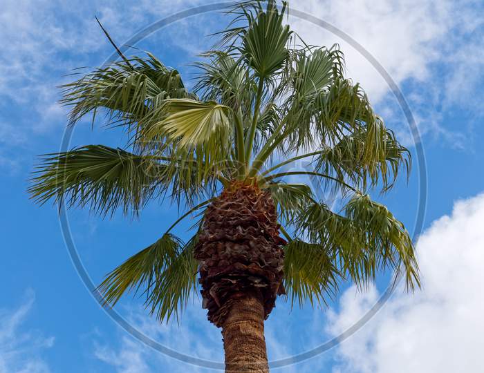 Palm Tree Growing In Tavira Portugal