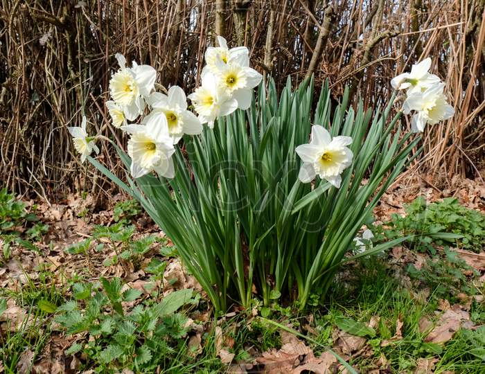 A Group Of White Daffodils Flowering In Spring Sunshine