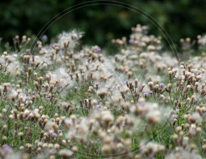 Masses Of Seeds Being Produced By Melancholy Thistles (Cirsium Heterophyllum)