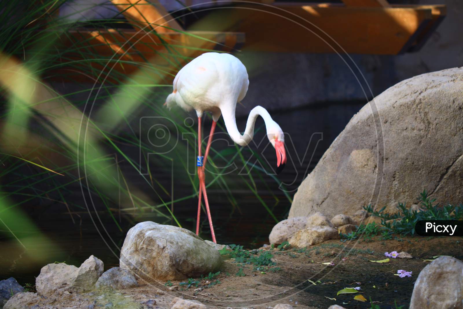A Flamingo