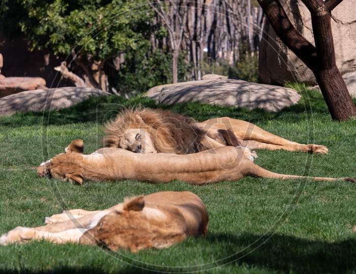 Valencia, Spain - February 26 : African Lions Sleeping At The Bioparc In Valencia Spain On February 26, 2019