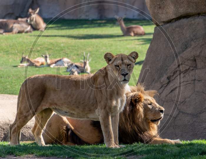 Valencia, Spain - February 26 : African Lion At The Bioparc In Valencia Spain On February 26, 2019
