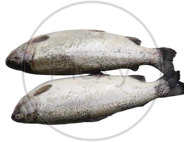 Pair Of Large Size Trout Fish Found In Himalayan River