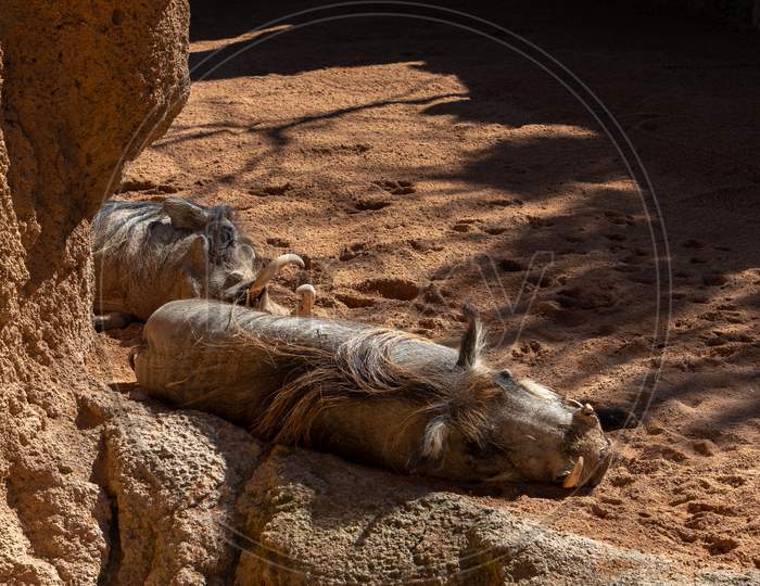 Valencia, Spain - February 26 : Sleeping Warthogs At The Bioparc In Valencia Spain On February 26, 2019