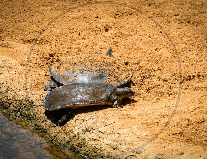 Fuengirola, Andalucia/Spain - July 4 : Turtles In The Bioparc Fuengirola Costa Del Sol Spain On July 4, 2017