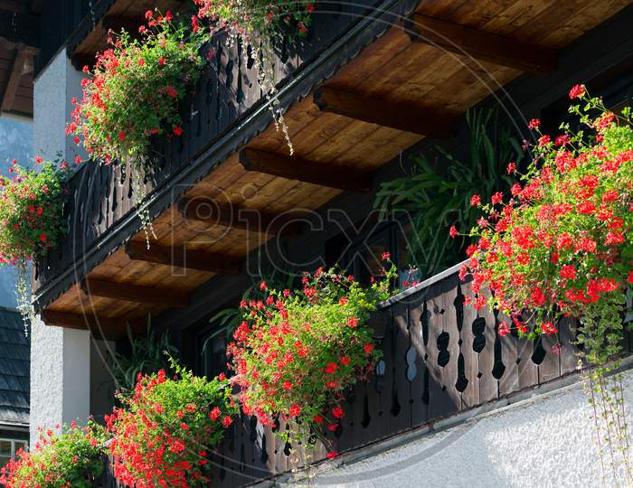 Colourful Red Geraniums On A House In Hallstatt