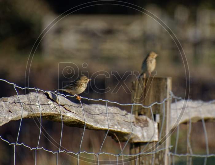 Meadow Pipit (Anthus Pratensis) Perched On A Wire Fence