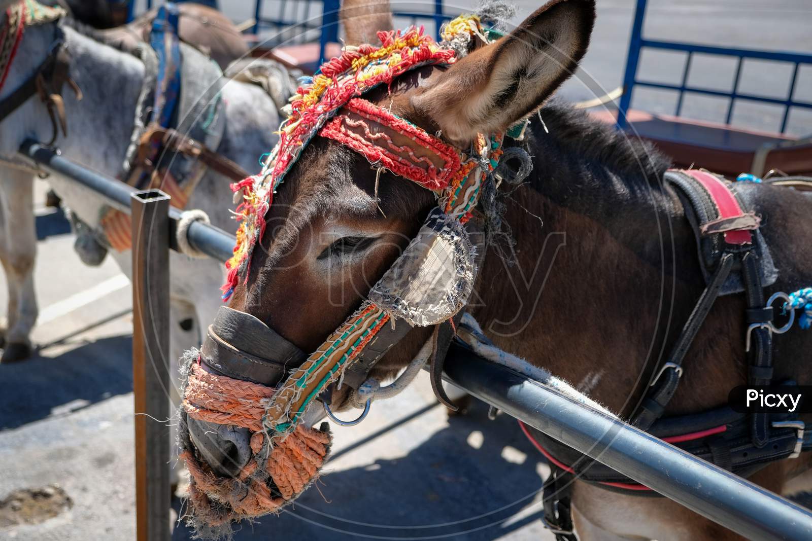 Mijas, Andalucia/Spain - July 3 : Donkey Taxi In Mijas Andalucía Spain On July 3, 2017