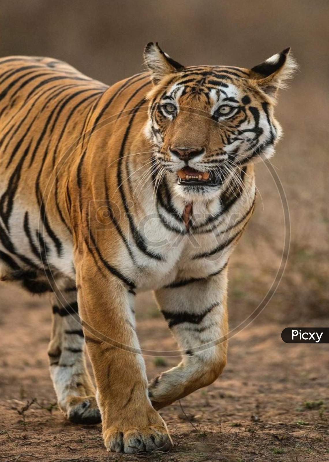 Tiger 🐅 Siberian tiger