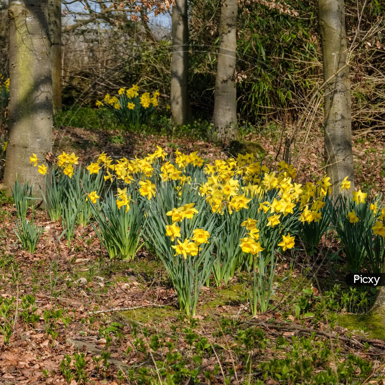 A Group Daffodils Flowering In Spring Sunshine