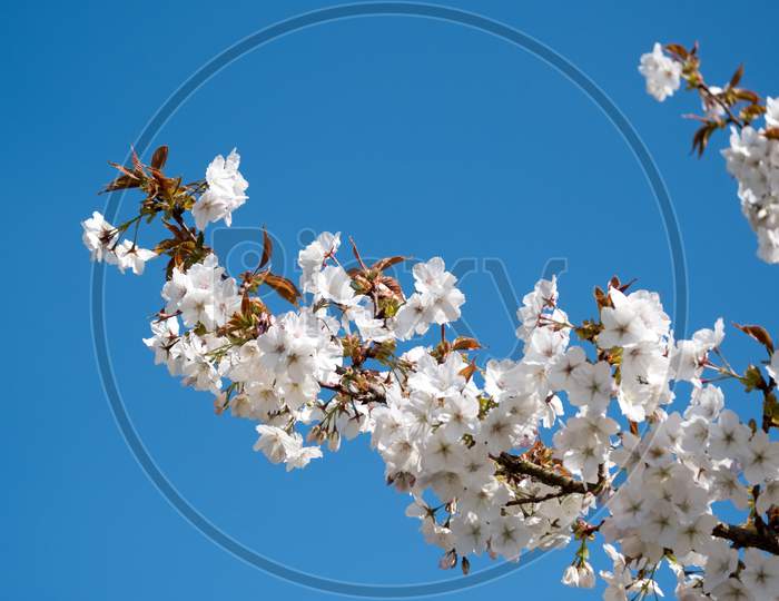 Apple Blossom Against A Blue Sky