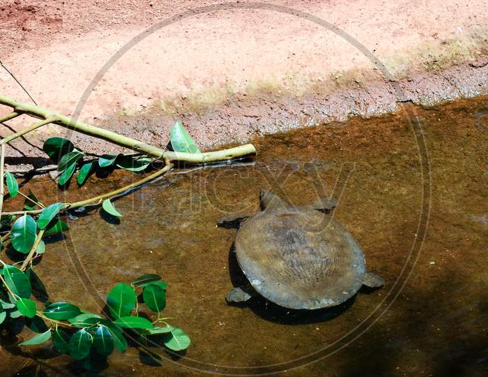Fuengirola, Andalucia/Spain - July 4 : Turtle In The Bioparc Fuengirola Costa Del Sol Spain On July 4, 2017