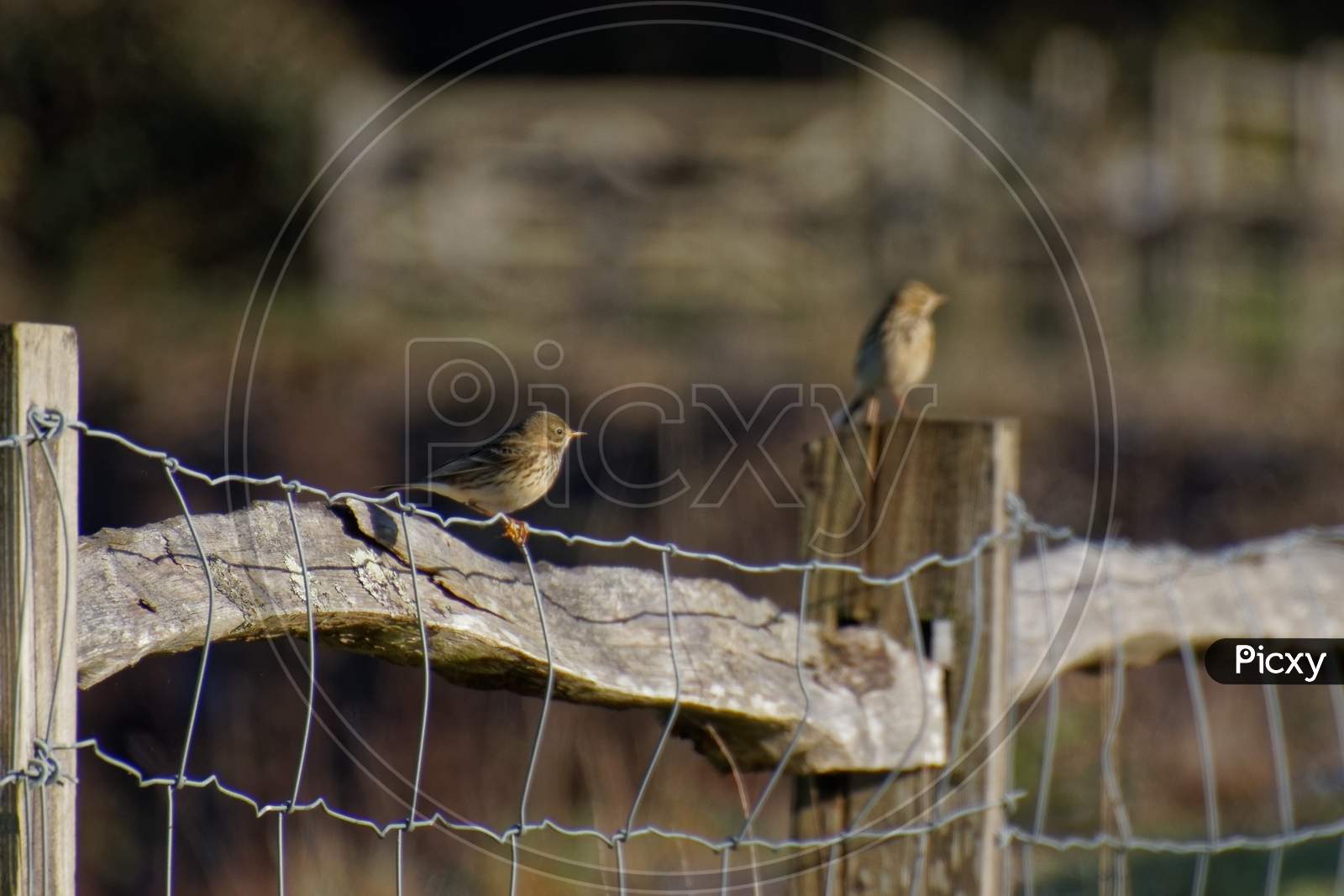 Meadow Pipit (Anthus Pratensis) Perched On A Wire Fence