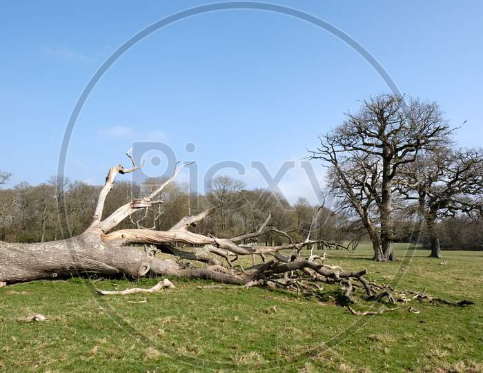 Dead Tree In West Grinstead