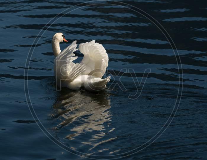 Sunlit Mute Swan On Lake Hallstatt