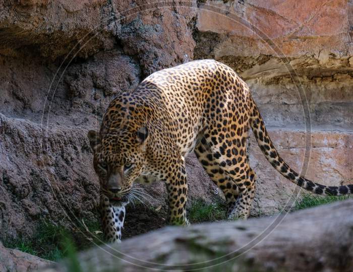 Fuengirola, Andalucia/Spain - July 4 : Leopard Prowling In The Bioparc In Fuengirola Costa Del Sol Spain On July 4, 2017
