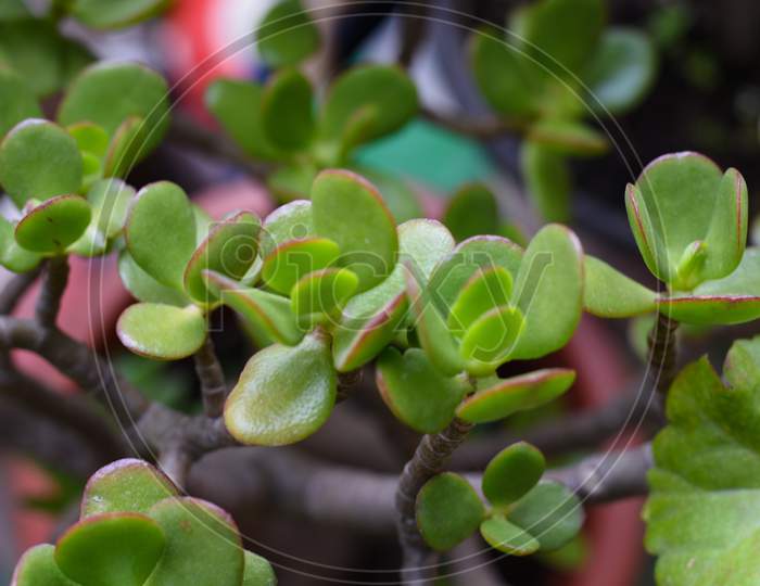 Jade Plant And Flower