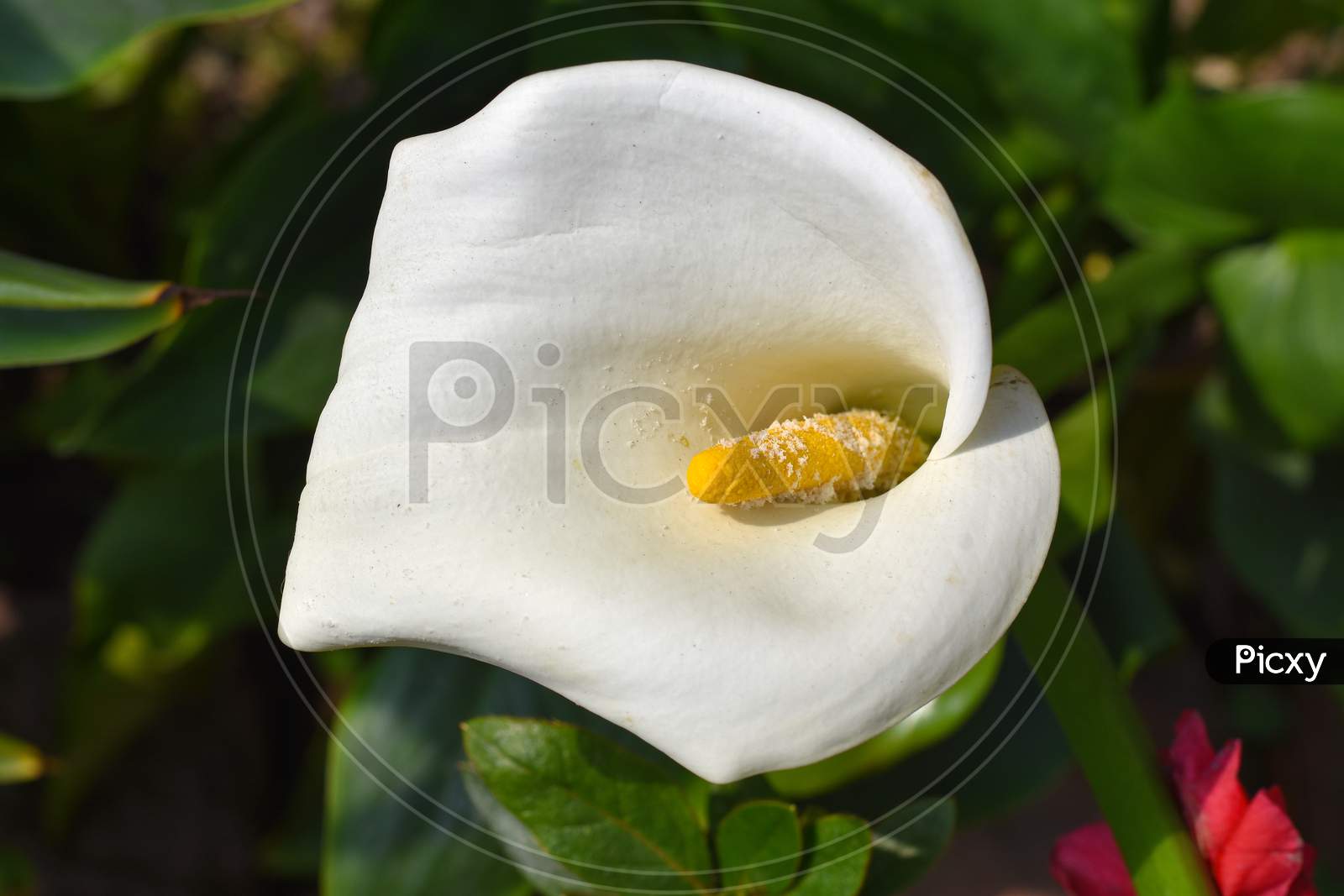 Exotic Bloomed White Calla Lilies