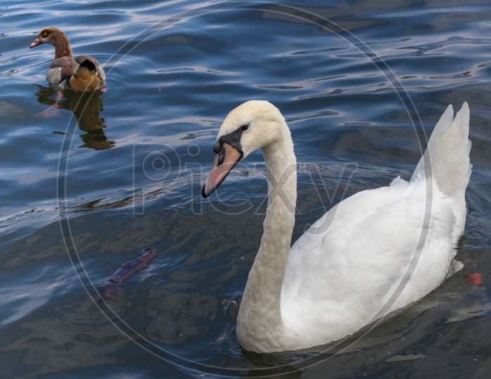Mute Swan And Egyptian Goose On The River Thames At Windsor