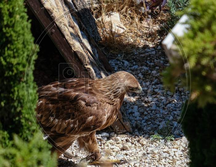 Benalmadena, Andalucia/Spain - July 7 : Golden Eagle (Aquila Chrysaetos) At Mount Calamorro Near Benalmadena In Spain On July 7, 2017