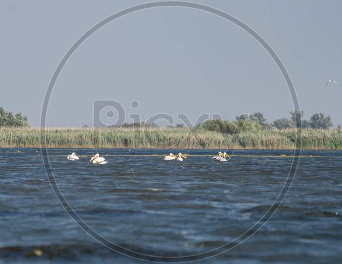 Great White Pelicans (Pelecanus Onocrotalus) In The Danube Delta
