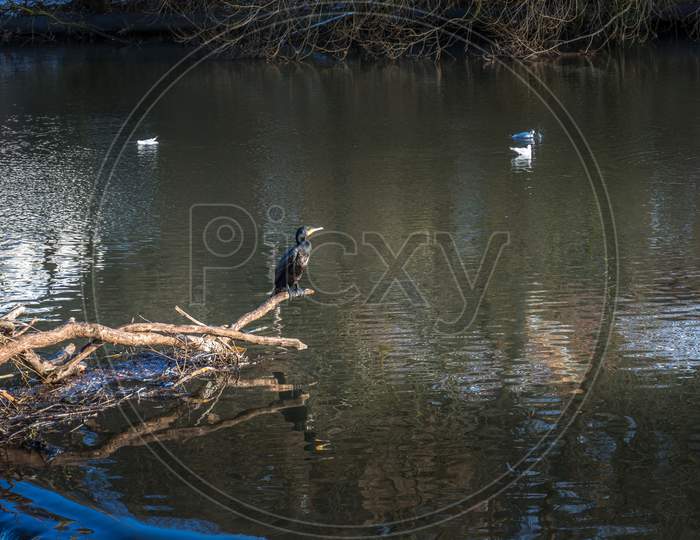 Cormorant Standing On A Fallen Tree Stuck In The Weir On The River Wear In Durham