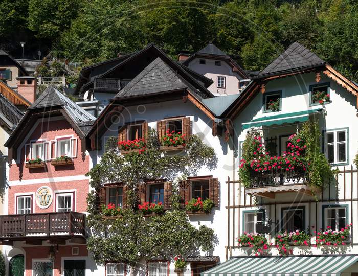 Colourful Red Geraniums On Houses In Hallstatt
