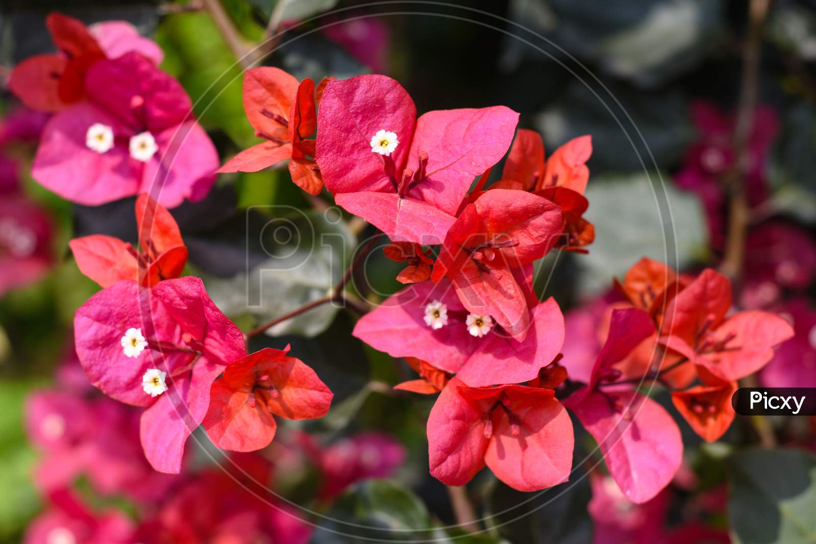Beautiful Bloomed Bougainvillea Glabra Potted Plant