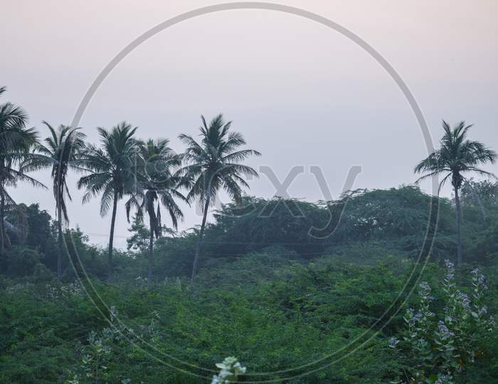 Stock Photo Of Scenic View Of Indian Forest Area. Picture Is Capture During Foggy Morning At Kolhapur Maharashtra India.