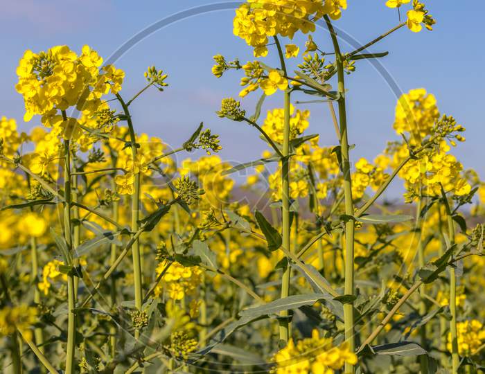 Rapeseed (Brassica Napus) Flowering In The East Sussex Countryside Near Birch Grove