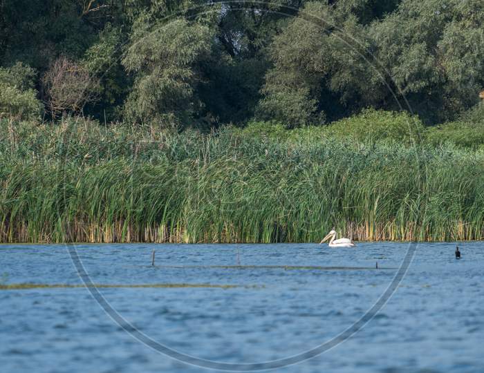 Great White Pelican (Pelecanus Onocrotalus) In The Danube Delta