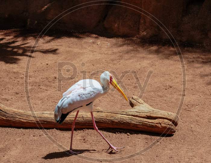 Fuengirola, Andalucia/Spain - July 4 : Yellow-Billed Stork (Mycteria Ibis) At The Bioparc In Fuengirola Costa Del Sol Spain On July 4, 2017