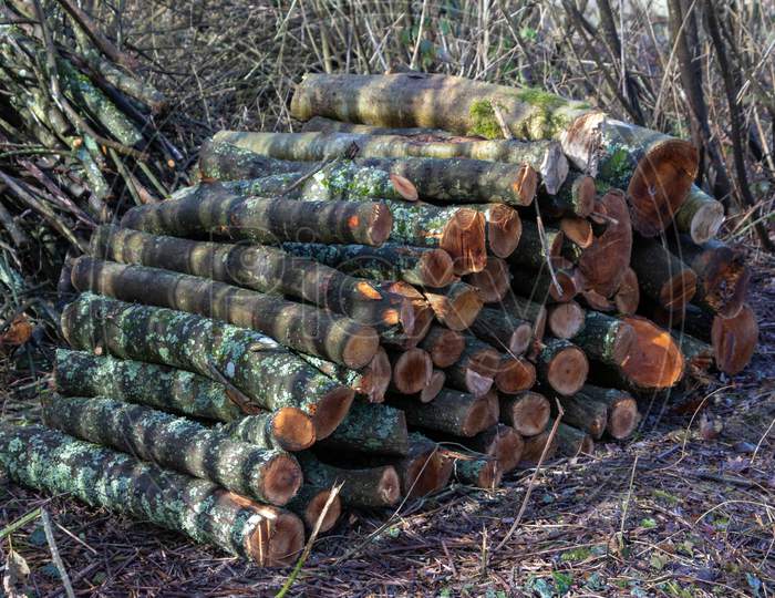 Stack Of Freshly Sawn Logs By Ardingly Reservoir