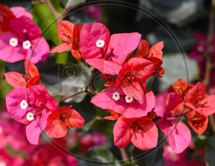 Beautiful Bloomed Bougainvillea Glabra Potted Plant