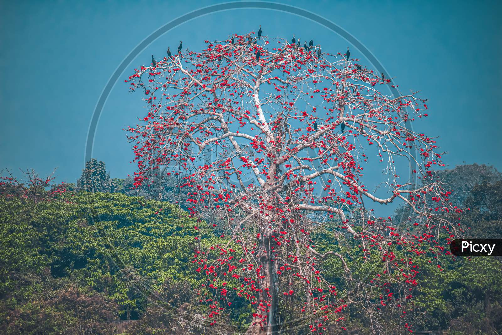 Red Flower Tree Landscape Photography