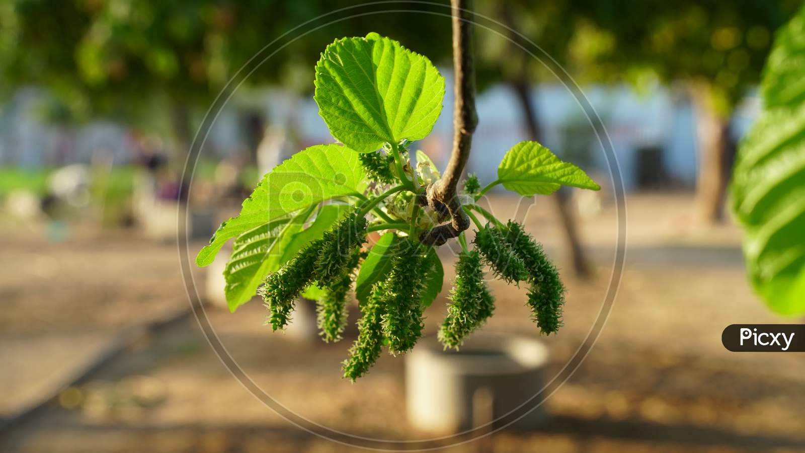 Mulberry Fruit And Green Leaves Closeup. Fresh Morus Plant Closeup With Attractive Leaves.